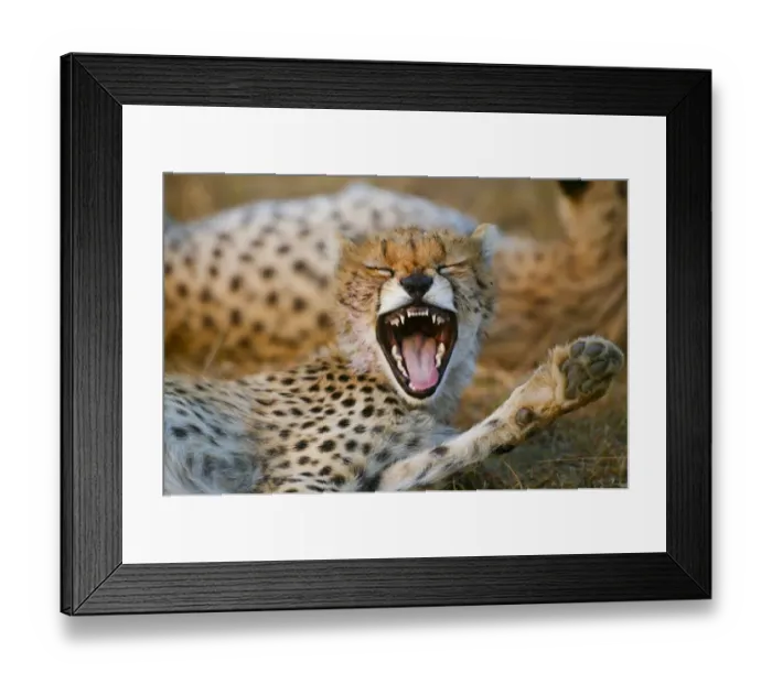 Framed Print : Cheetah (Acinonyx jubatus) cub aged 6 months yawning, Masai-Mara Game Reserve, Kenya Framed Print : Cheetah (Acinonyx jubatus) cub aged 6 months yawning, Masai-Mara Game Reserve, Kenya