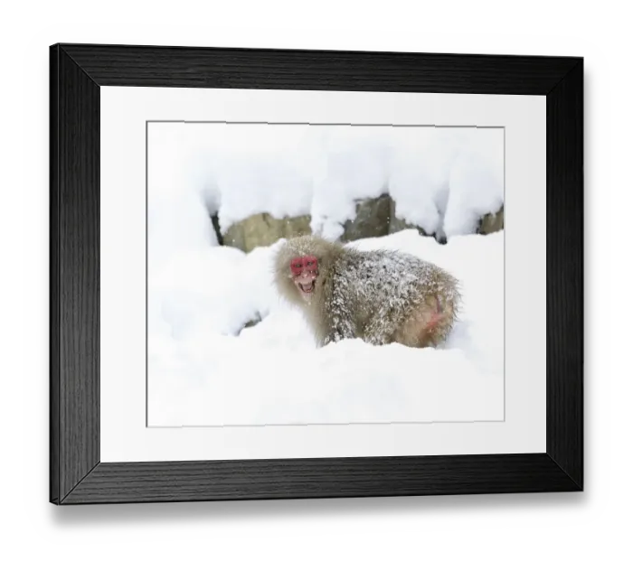 Framed Print : Japanese macaque (Macaca fuscata) grinning aggressively, Jigokudani, Japan, January Framed Print : Japanese macaque (Macaca fuscata) grinning aggressively, Jigokudani, Japan, January