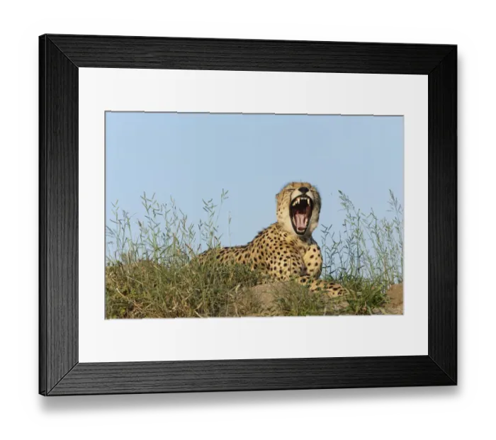 Framed Print : Cheetah (Acinonyx jubatus) male yawning, Kruger national park, South Africa Framed Print : Cheetah (Acinonyx jubatus) male yawning, Kruger national park, South Africa