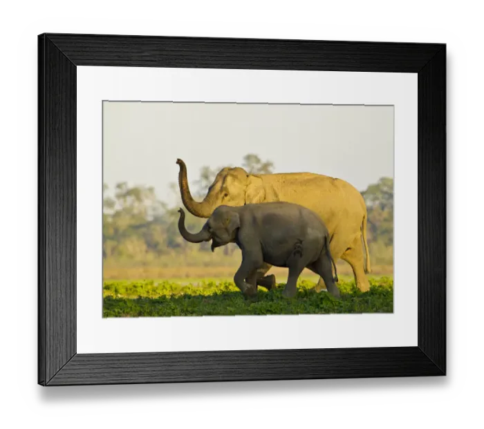 Framed Print : Asiatic elephants (Elephas maximus indicus) sniffing the air as they get close to a water body Framed Print : Asiatic elephants (Elephas maximus indicus) sniffing the air as they get close to a water body