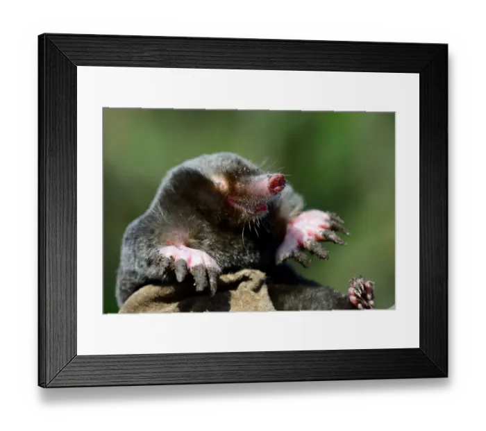 Framed Print : European mole (Talpa europaea) at the surface, Alsace, France, September Framed Print : European mole (Talpa europaea) at the surface, Alsace, France, September