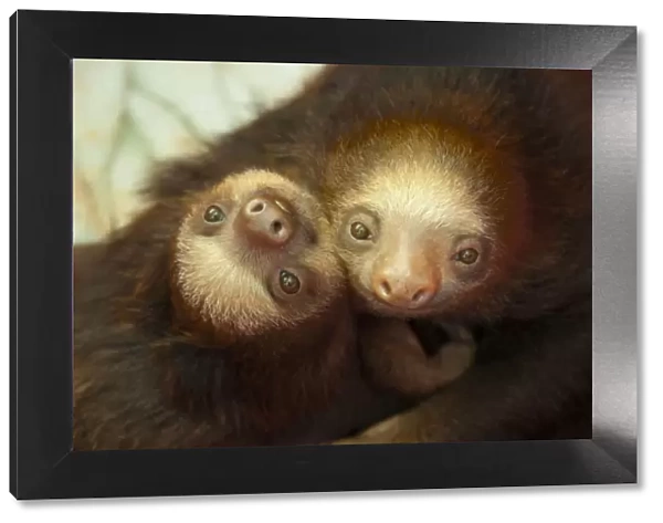 Hoffmanns Two-toed Sloth (Choloepus hoffmanni) orphaned babies in rehabilitation program