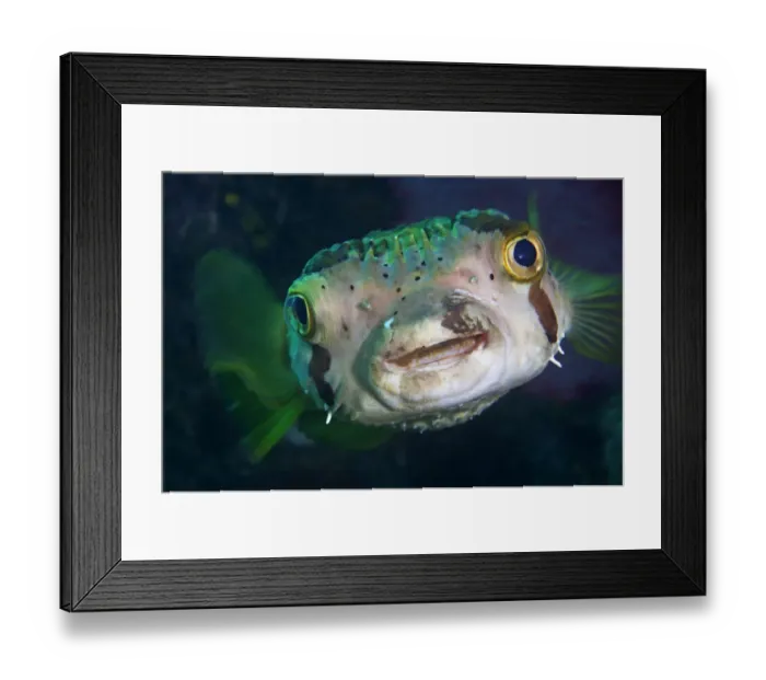 Framed Print : Balloonfish (Diodon holocanthus), Cabo Pulmo National Park, Sea of Cortez (Gulf of California) Framed Print : Balloonfish (Diodon holocanthus), Cabo Pulmo National Park, Sea of Cortez (Gulf of California)