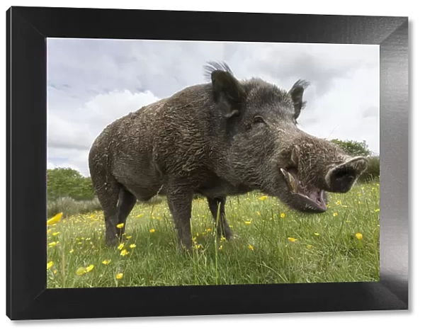 Wild boar (Sus scrofa), captive, UK, June