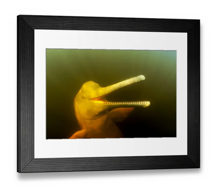 Framed Print : Pink River dolphin / Boto (Inia geoffrensis) Acajatuba Lake, Negro River, Amazonas Framed Print : Pink River dolphin / Boto (Inia geoffrensis) Acajatuba Lake, Negro River, Amazonas