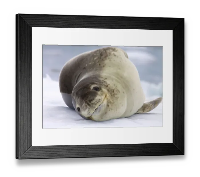 Framed Print : Leopard Seal (Hydrurga leptonyx) resting on iceberg, Antarctica, February Framed Print : Leopard Seal (Hydrurga leptonyx) resting on iceberg, Antarctica, February