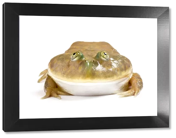 Budgetts frog (Lepidobatrachus laevis) captive on white background. Occurs in Argentina