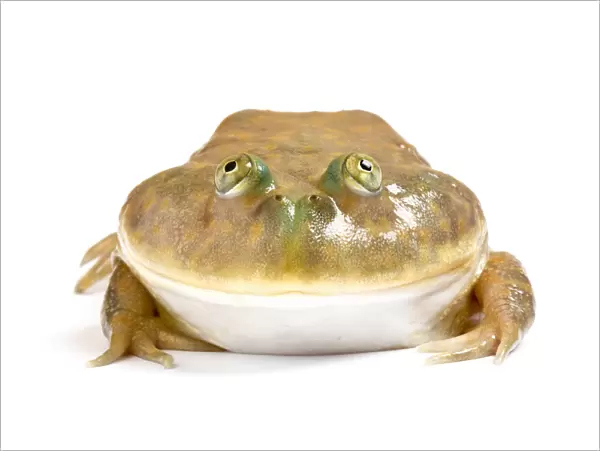 Budgetts frog (Lepidobatrachus laevis) captive on white background. Occurs in Argentina