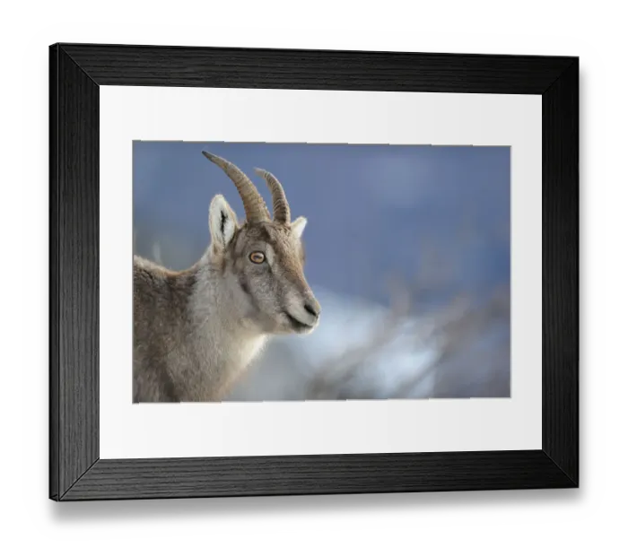 Framed Print : Female Ibex (Capra ibex) portrait, Creux du Van Natural Reserve, Val de Travers, Switzerland Framed Print : Female Ibex (Capra ibex) portrait, Creux du Van Natural Reserve, Val de Travers, Switzerland