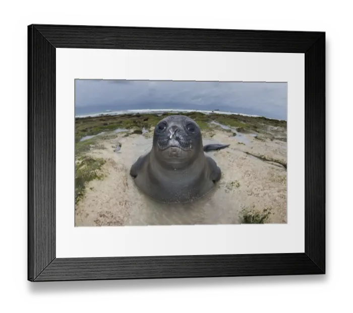 Framed Print : Southern elephant seal (Mirounga leonina) pup on beach, Caleta Valdes, Valdes Peninsula Framed Print : Southern elephant seal (Mirounga leonina) pup on beach, Caleta Valdes, Valdes Peninsula