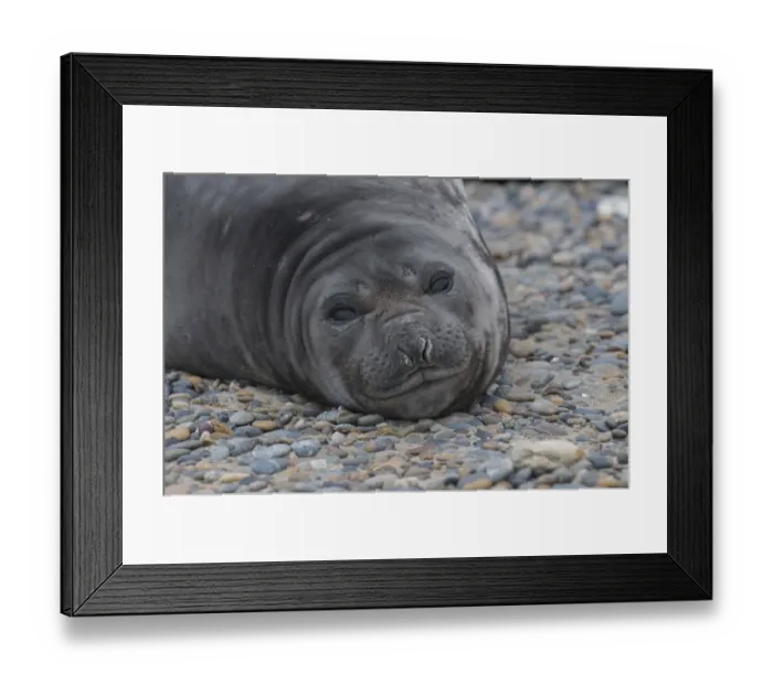 Framed Print : Southern elephant seal (Mirounga leonina) Caleta Valdes, Valdes Peninsula, Chubut