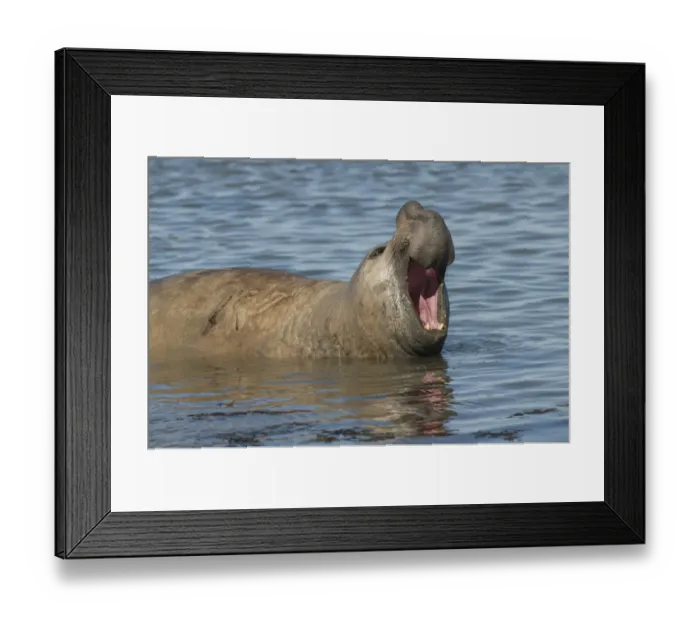 Framed Print : Southern elephant seal (Mirounga leonina) male with mouth open, Caleta Valdes, Valdes Peninsula Framed Print : Southern elephant seal (Mirounga leonina) male with mouth open, Caleta Valdes, Valdes Peninsula