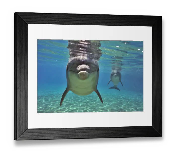 Framed Print : Bottlenose dolphins (Tursiops truncatus) approaching with curiosity, Dolphin Reef, Eilat, Israel Framed Print : Bottlenose dolphins (Tursiops truncatus) approaching with curiosity, Dolphin Reef, Eilat, Israel
