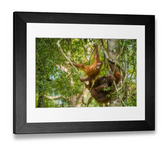 Framed Print : Mother and baby Bornean orangutan (Pongo pygmaeus) in trees Tanjung Puting National Park Framed Print : Mother and baby Bornean orangutan (Pongo pygmaeus) in trees Tanjung Puting National Park