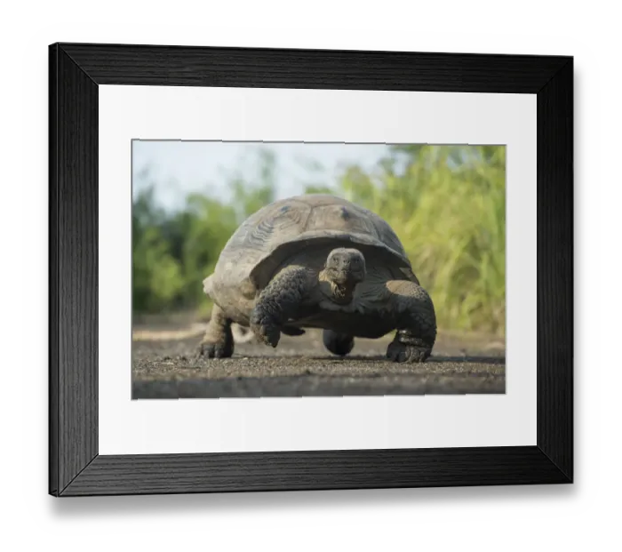 Framed Print : Alcedo Galapagos tortoise (Chelonoidis nigra vandenburghi) walking, Alcedo Volcan Framed Print : Alcedo Galapagos tortoise (Chelonoidis nigra vandenburghi) walking, Alcedo Volcan