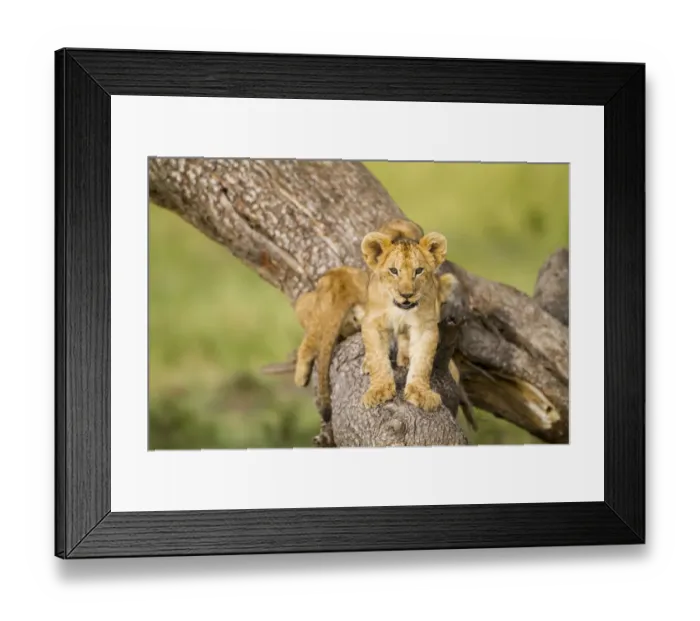 Framed Print : Lion (Panthera leo) cubs playing on dead tree, Masai Mara Game Reserve, Kenya, September Framed Print : Lion (Panthera leo) cubs playing on dead tree, Masai Mara Game Reserve, Kenya, September