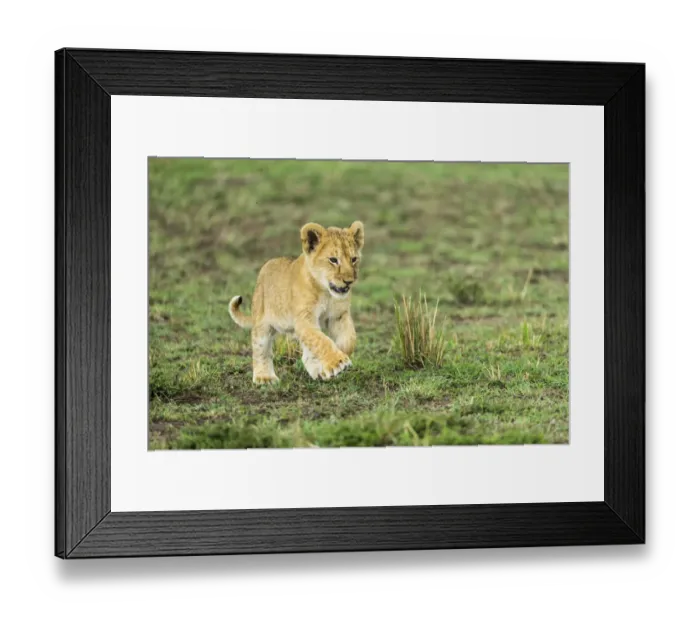 Framed Print : Lion (Panthera leo) cub playing, Masai Mara Game Reserve, Kenya, September Framed Print : Lion (Panthera leo) cub playing, Masai Mara Game Reserve, Kenya, September