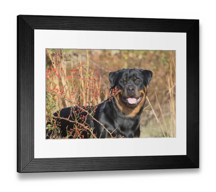 Framed Print : Rottweiler in autumnal vegetation with berries, Madison, Connecticut, USA Framed Print : Rottweiler in autumnal vegetation with berries, Madison, Connecticut, USA