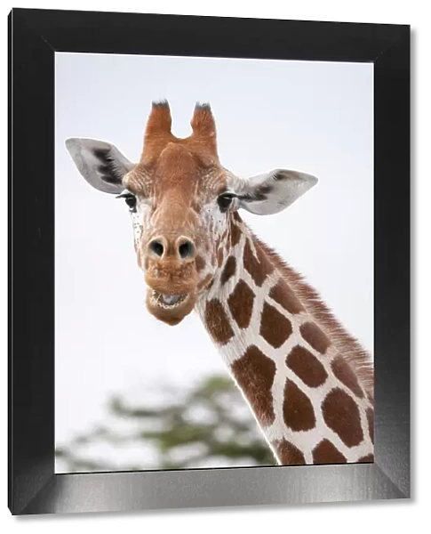 Reticulated Giraffe (Giraffa camelopardalis reticulata) portrait. Laikipia, Kenya