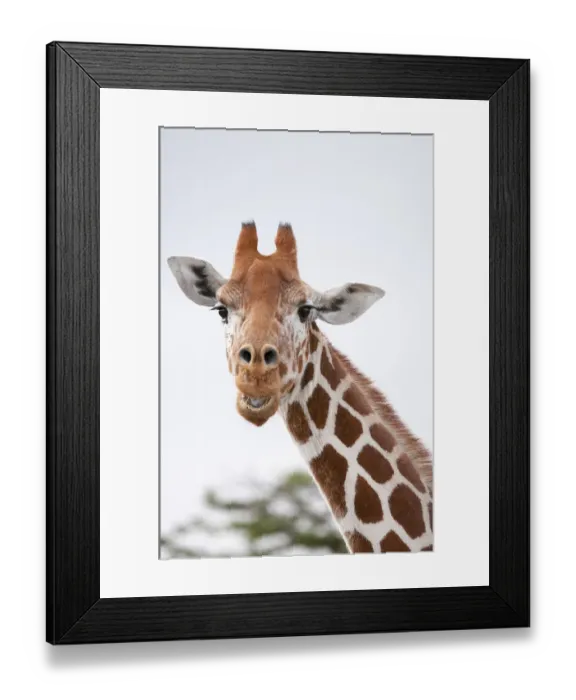 Framed Print : Reticulated Giraffe (Giraffa camelopardalis reticulata) portrait. Laikipia, Kenya Framed Print : Reticulated Giraffe (Giraffa camelopardalis reticulata) portrait. Laikipia, Kenya