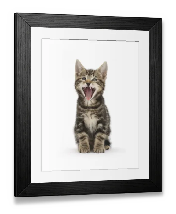 Framed Print : Tabby kitten, Picasso, 7 weeks, yawning Framed Print : Tabby kitten, Picasso, 7 weeks, yawning