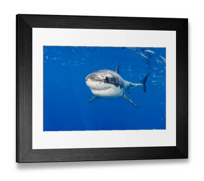 Framed Print : Great white shark (Carcharodon carcharias) Guadalupe Island, Mexico, Pacific Ocean Framed Print : Great white shark (Carcharodon carcharias) Guadalupe Island, Mexico, Pacific Ocean