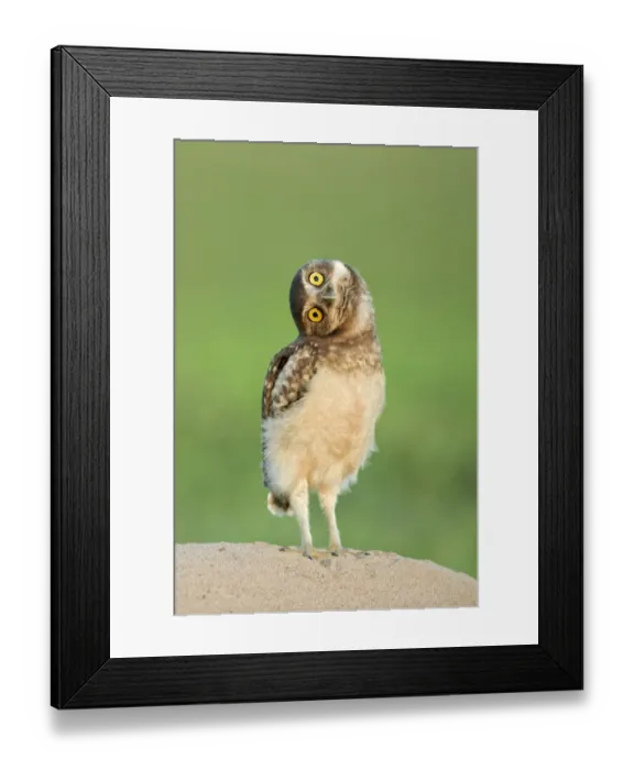 Framed Print : Burrowing owl (Athene cunicularia) fledgling with head on side, Pantanal, Brazil Framed Print : Burrowing owl (Athene cunicularia) fledgling with head on side, Pantanal, Brazil