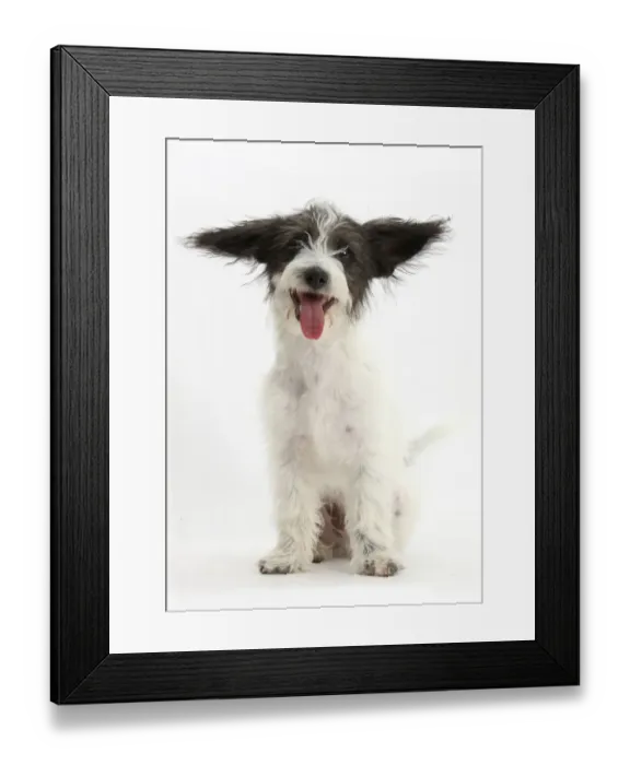 Framed Print : Black-and-white Jack-a-poo, Jack Russell cross Poodle puppy with ears pointing in Framed Print : Black-and-white Jack-a-poo, Jack Russell cross Poodle puppy with ears pointing in