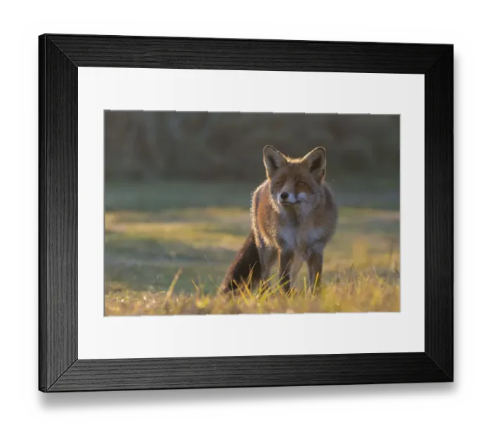 Framed Print : Red fox (Vulpes vulpes) portrait, Amsterdamse Waterleidingduinen, near Zandvoort Framed Print : Red fox (Vulpes vulpes) portrait, Amsterdamse Waterleidingduinen, near Zandvoort