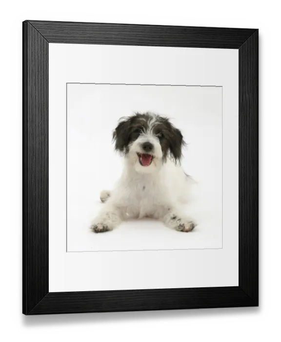 Framed Print : Black-and-white Jack-a-poo, Jack Russell cross Poodle puppy Framed Print : Black-and-white Jack-a-poo, Jack Russell cross Poodle puppy