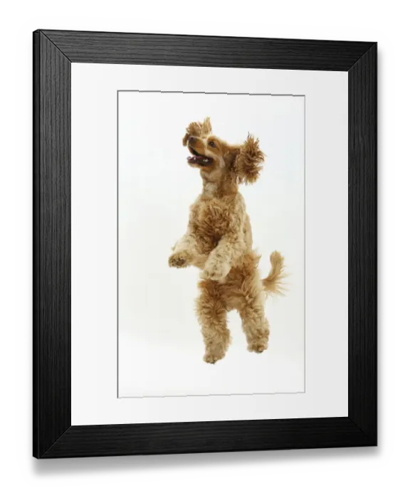 Framed Print : Golden Cocker Spaniel dog, Henry, age 3 years, jumping up Framed Print : Golden Cocker Spaniel dog, Henry, age 3 years, jumping up