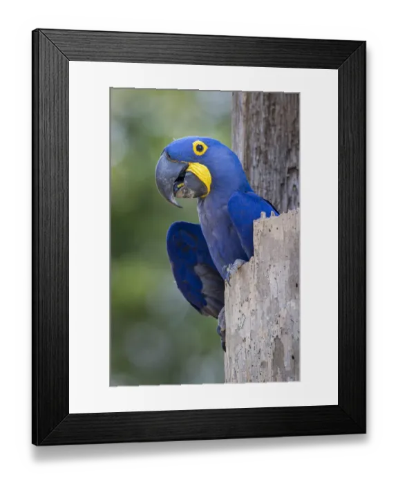 Framed Print : RF- Hyacinth macaw (Anodorhynchus hyacinthinus) in its nest hole. Pousada Aguape Lodge Framed Print : RF- Hyacinth macaw (Anodorhynchus hyacinthinus) in its nest hole. Pousada Aguape Lodge