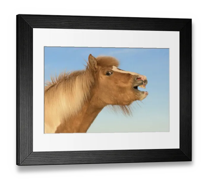 Framed Print : RF- Icelandic horse showing flehmen response, Iceland. July Framed Print : RF- Icelandic horse showing flehmen response, Iceland. July