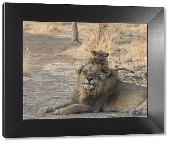 Lion (Panthera leo) cub playing with adult male, Namibia