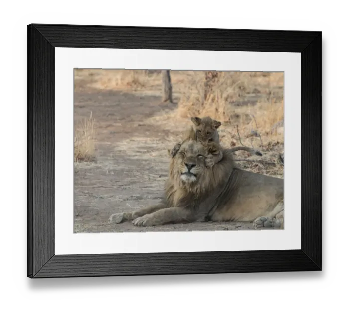 Framed Print : Lion (Panthera leo) cub playing with adult male, Namibia Framed Print : Lion (Panthera leo) cub playing with adult male, Namibia