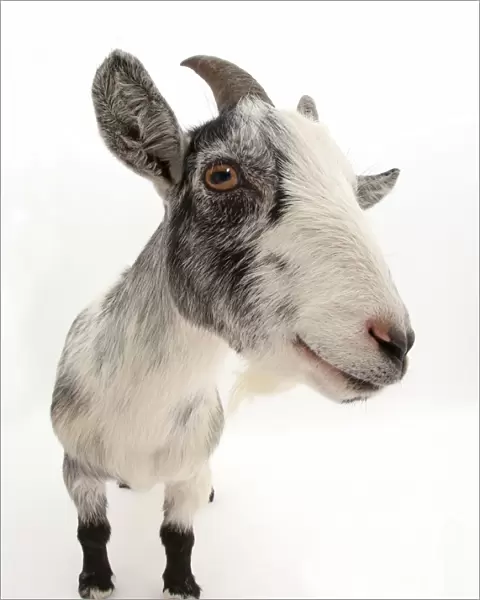 Pygmy goat, close up portrait