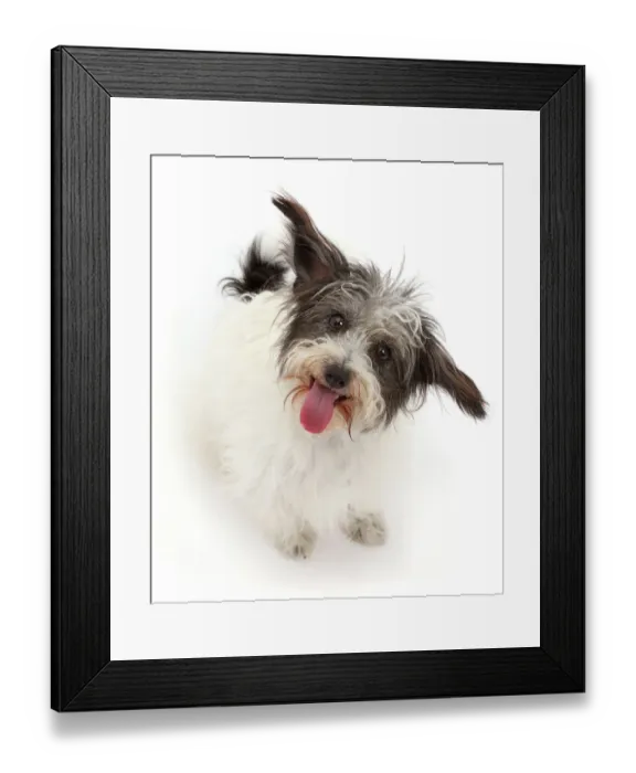 Framed Print : Black-and-white Jackapoo dog Framed Print : Black-and-white Jackapoo dog