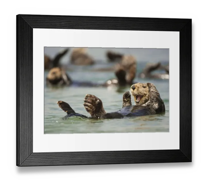 Framed Print : RF - Sea otter (Enhydra lutris) floating, California, USA, July Framed Print : RF - Sea otter (Enhydra lutris) floating, California, USA, July