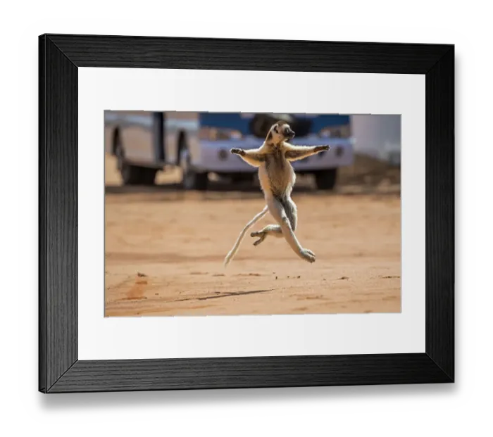 Framed Print : Verreauxs sifaka (Propithecus verreauxi) running across a road with bus in background Framed Print : Verreauxs sifaka (Propithecus verreauxi) running across a road with bus in background