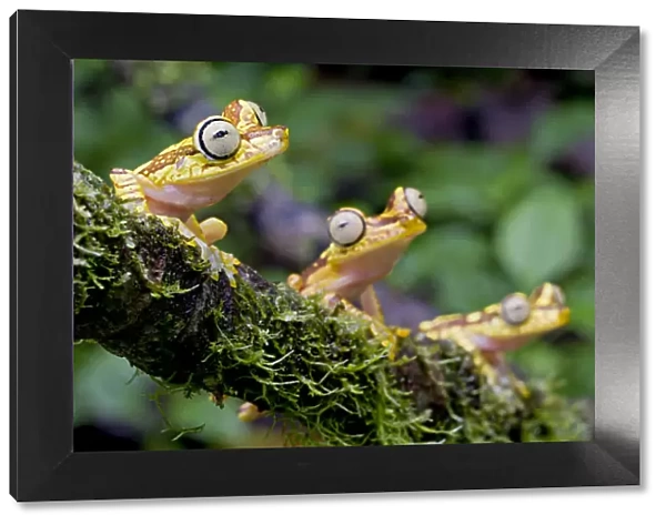 Imbabura Tree Frogs (Boana picturatus) perched on a branch. Bilsa, Esmeraldas, Ecuador