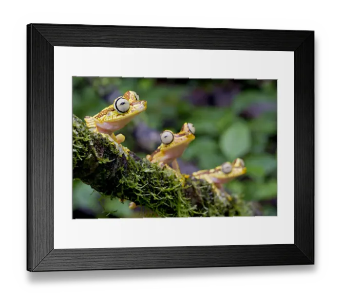 Framed Print : Imbabura Tree Frogs (Boana picturatus) perched on a branch. Bilsa, Esmeraldas, Ecuador Framed Print : Imbabura Tree Frogs (Boana picturatus) perched on a branch. Bilsa, Esmeraldas, Ecuador