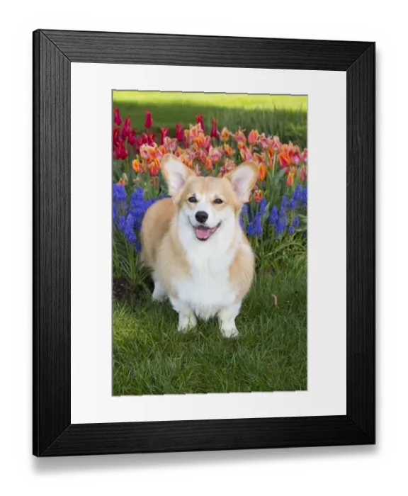 Framed Print : Pembrokeshire welsh corgi with spring flowers, Litchfield, Connecticut, USA, Non-ex Framed Print : Pembrokeshire welsh corgi with spring flowers, Litchfield, Connecticut, USA, Non-ex