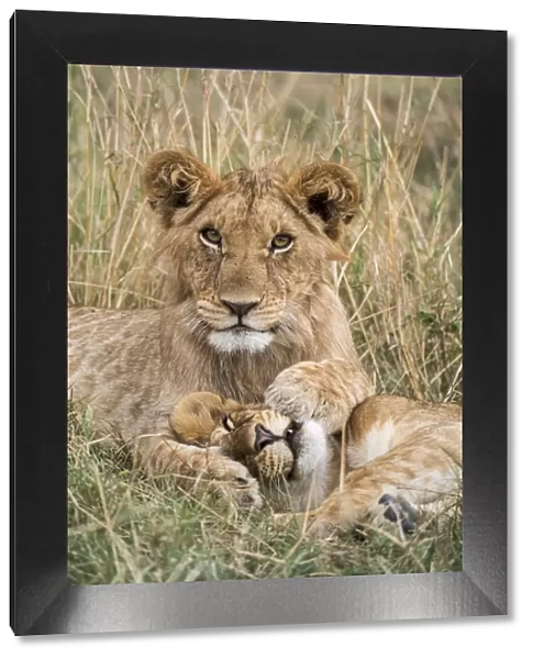 Lion (Panthera leo) cubs resting, Masai-Mara Game Reserve, Kenya