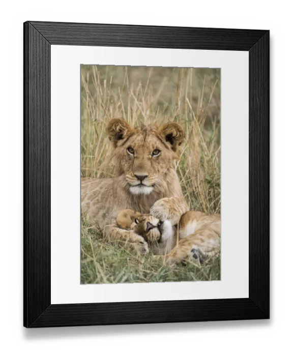 Framed Print : Lion (Panthera leo) cubs resting, Masai-Mara Game Reserve, Kenya Framed Print : Lion (Panthera leo) cubs resting, Masai-Mara Game Reserve, Kenya