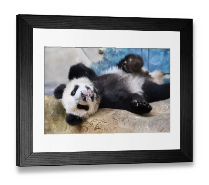 Framed Print : Giant panda cub (Ailuropoda melanoleuca) lying down, Yuan Meng, first Giant panda Framed Print : Giant panda cub (Ailuropoda melanoleuca) lying down, Yuan Meng, first Giant panda
