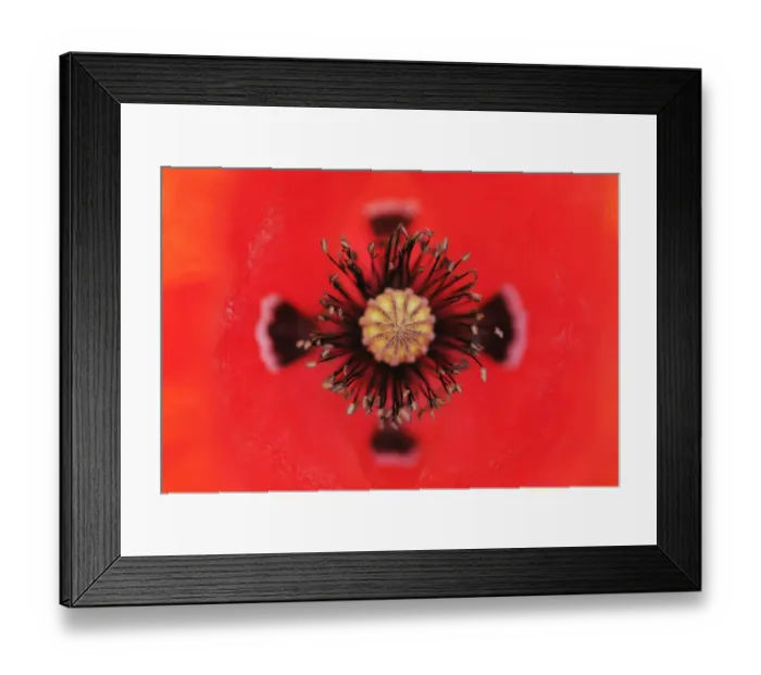 Framed Print : Close-up of Poppy flower stamens and stigma, La Serena, Extremadura, Spain, April 2009 Framed Print : Close-up of Poppy flower stamens and stigma, La Serena, Extremadura, Spain, April 2009