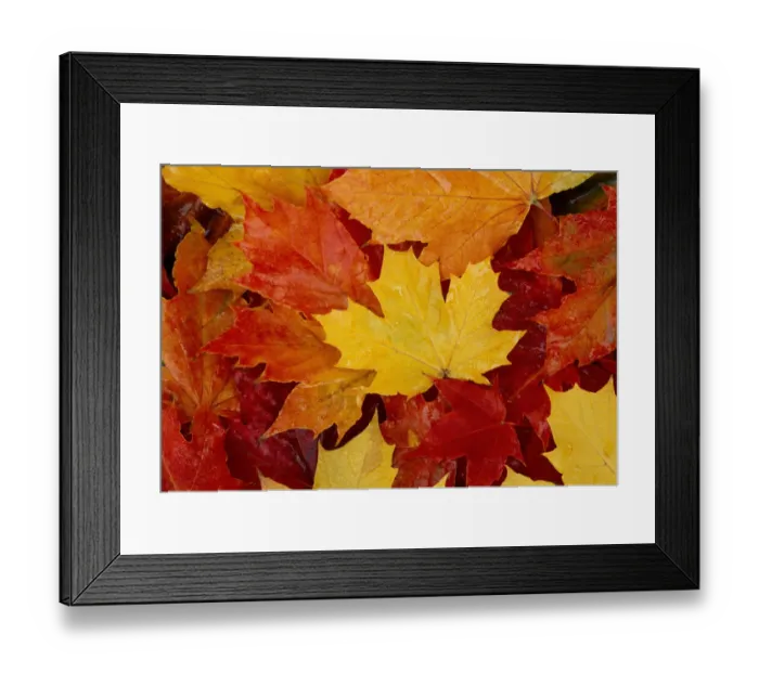 Framed Print : Norway Maple (Acer platanoides) fallen leaves in autumn, Queen Elizabeth Forest Park Framed Print : Norway Maple (Acer platanoides) fallen leaves in autumn, Queen Elizabeth Forest Park