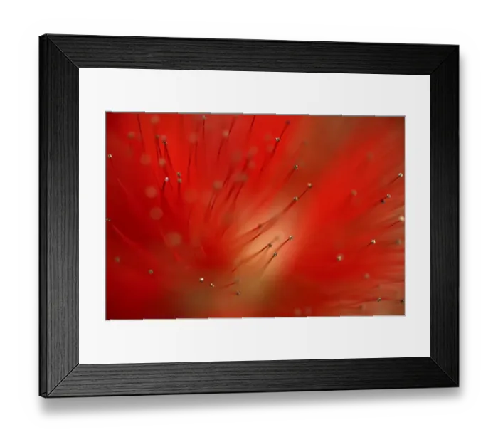 Framed Print : Silk tree (Albiyia julibrissin) close-up of flower, Madeira, March 2009 Framed Print : Silk tree (Albiyia julibrissin) close-up of flower, Madeira, March 2009