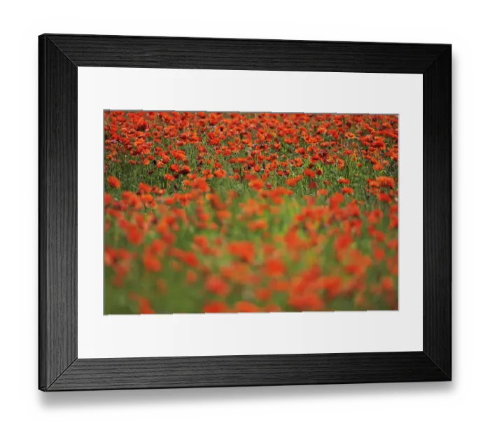 Framed Print : Poppy fields (Papaver sp) Lake Kerkini, Macedonia, Greece, May 2009 Framed Print : Poppy fields (Papaver sp) Lake Kerkini, Macedonia, Greece, May 2009