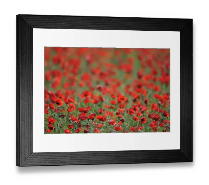 Framed Print : A field of Poppies, Lesser Lake Prespa, Lake Prespa National Park, Albania, June 2009 Framed Print : A field of Poppies, Lesser Lake Prespa, Lake Prespa National Park, Albania, June 2009
